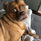 Imagen para el artículo titulado Bacon, el perro extremadamente preocupado es el meme viral que necesitábamos